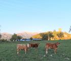 Ferme Ollivier - Ferme Ollivier