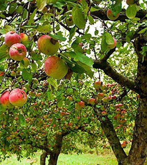 Fruits, légumes et jus de fruits