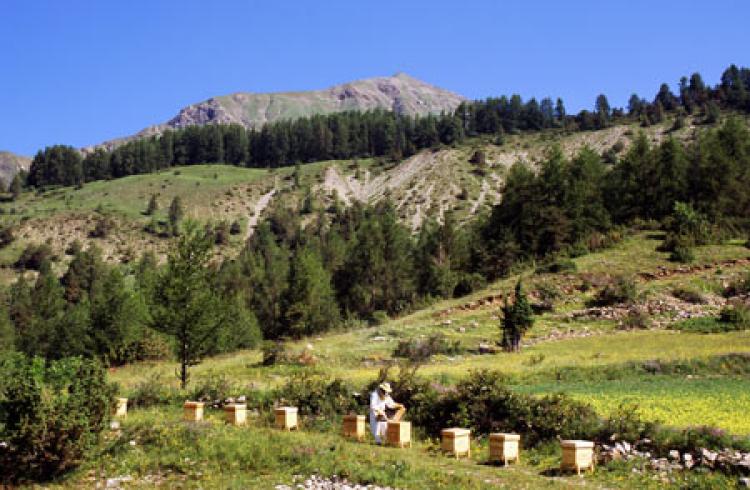 nos emplacements apicoles - 