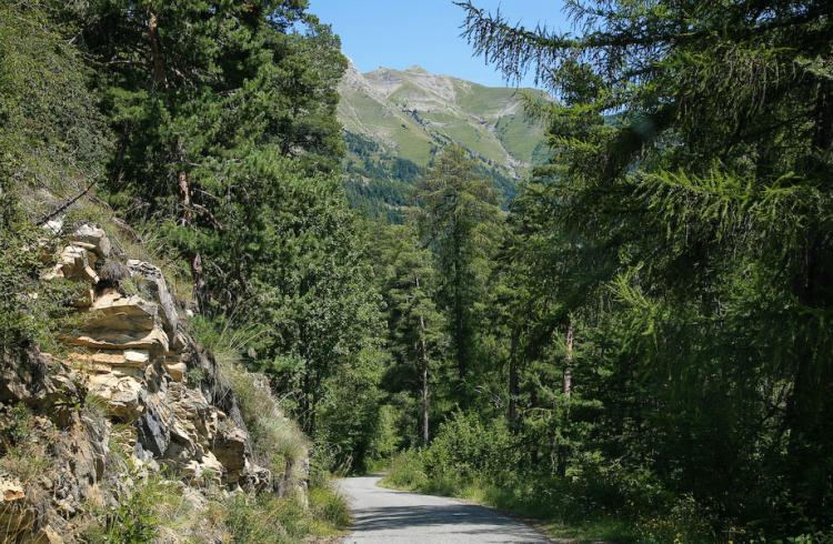 Forêt du Sapet - Forêt du Sapet