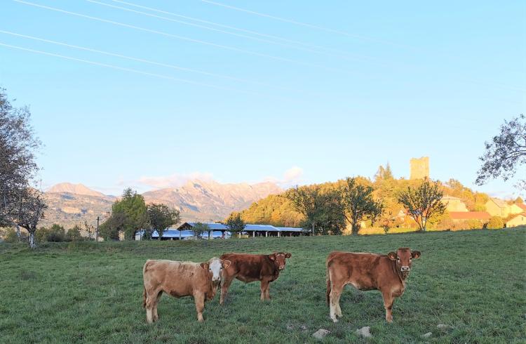 Ferme Ollivier - Ferme Ollivier