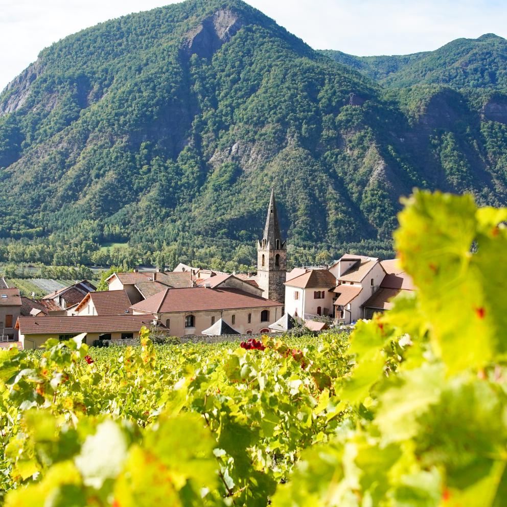 Vin des Hautes Alpes commune de Remollon