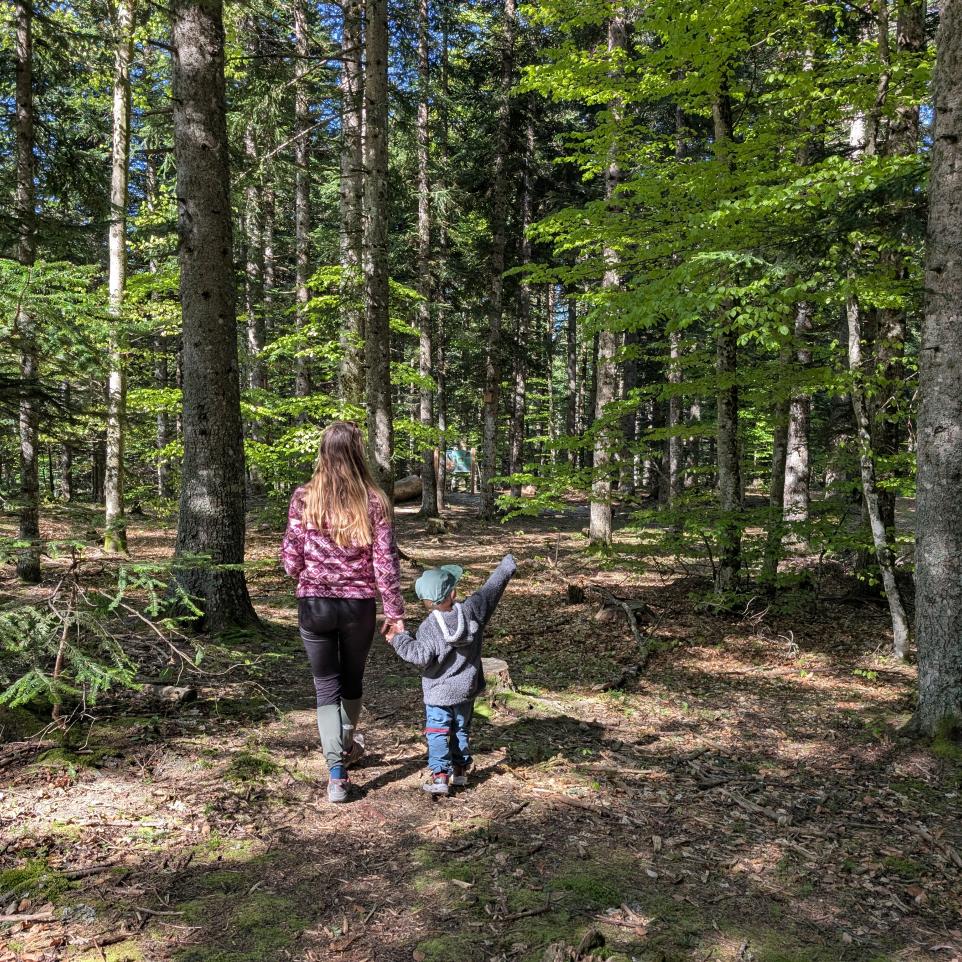 La forêt du Sapet. Un endroit magique pour une balade en Famille 
