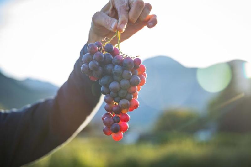 Cours d'œnologie - Niveau I_Théus