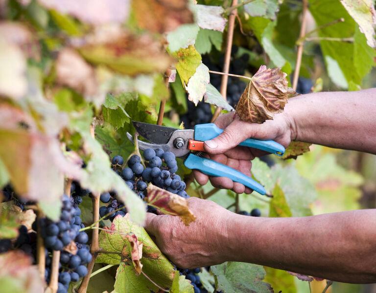Vendanges d'automne dans la vallée de la Durance - Vendanges d'automne dans la vallée de la Durance