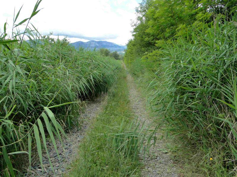 Image - Balade de la Plaine