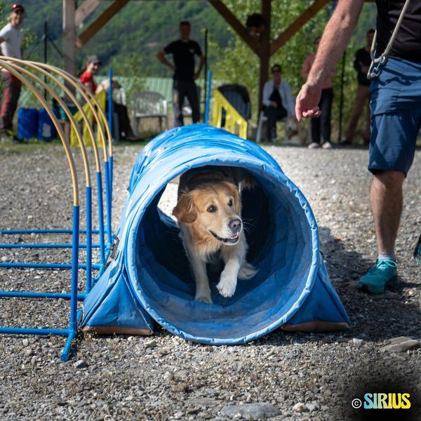 Olympiade canine