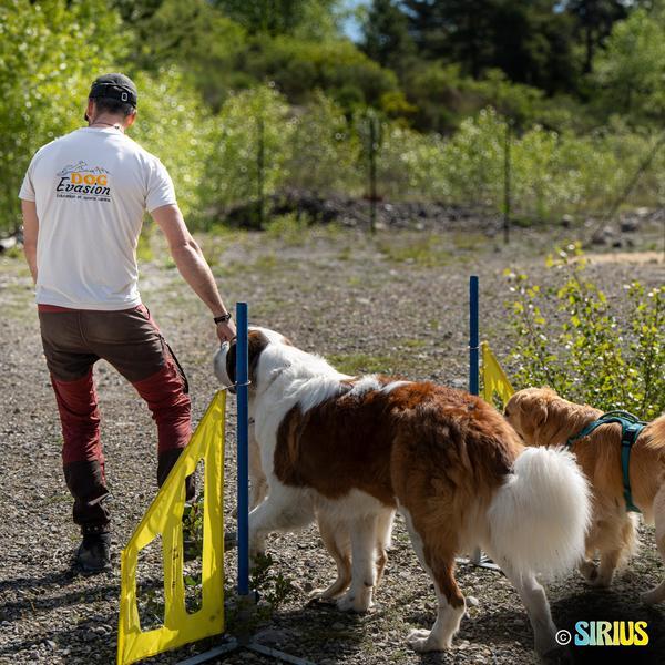 Olympiade canine