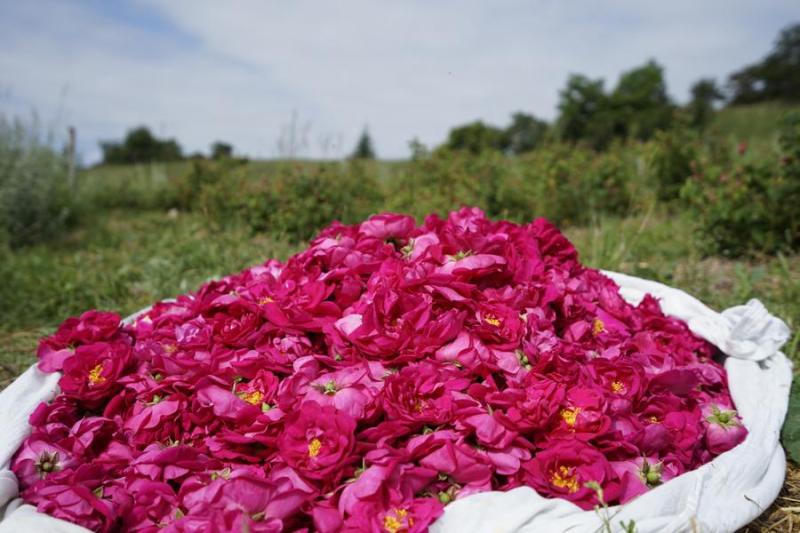 Rendez-vous en terres connues : Cueillette et distillation de roses._Théus