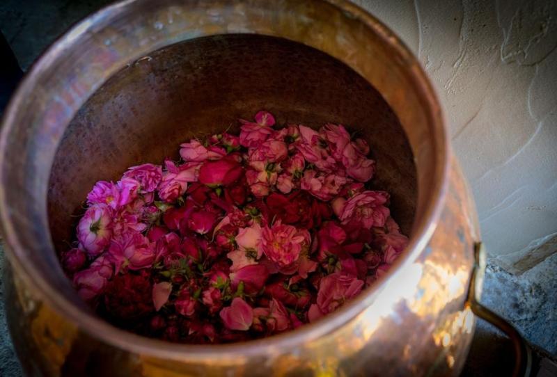 Rendez-vous en terres connues : Cueillette et distillation de roses._Théus