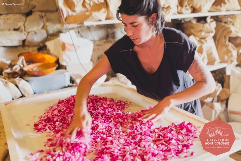 Rendez-vous en terres connues : Cueillette et distillation de roses._Théus