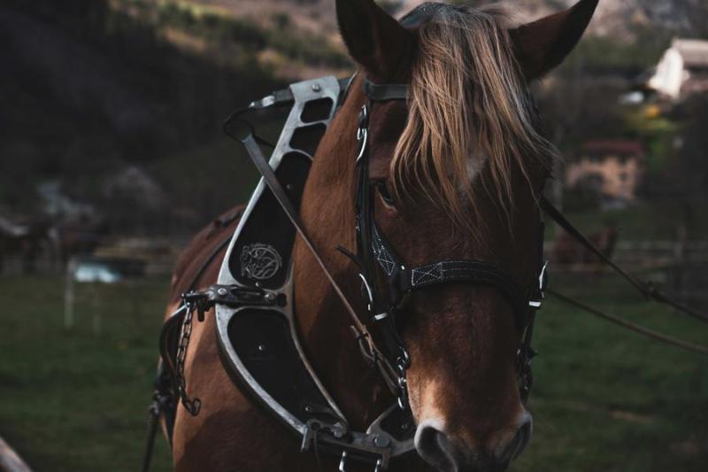 Découverte de la traction animale_Théus