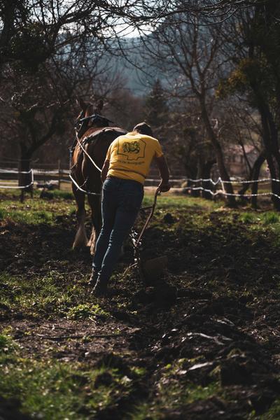 Découverte de la traction animale_Théus