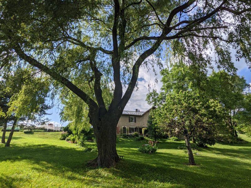 Le grand saule - Le grand saule