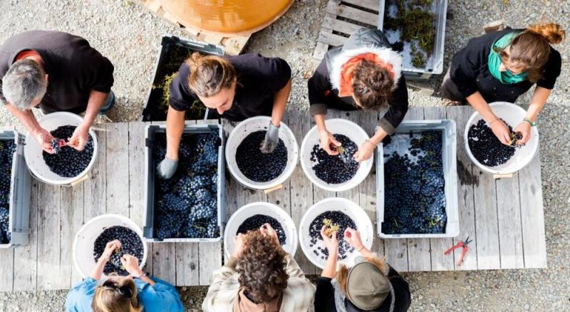 Domaine Du Petit Août - Domaine Du Petit Août