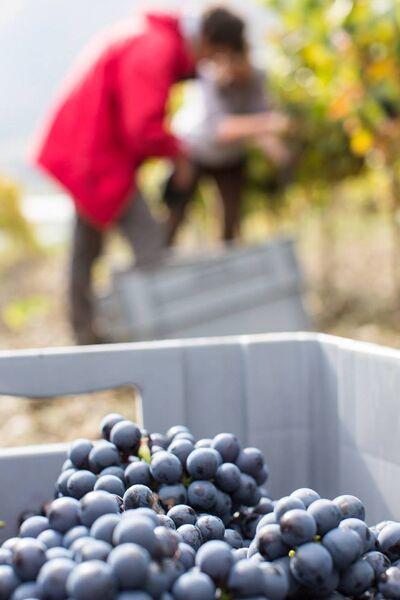 Domaine Du Petit Août - Domaine Du Petit Août