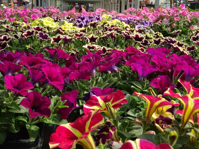 Horticulture Signoret - Horticulture Signoret