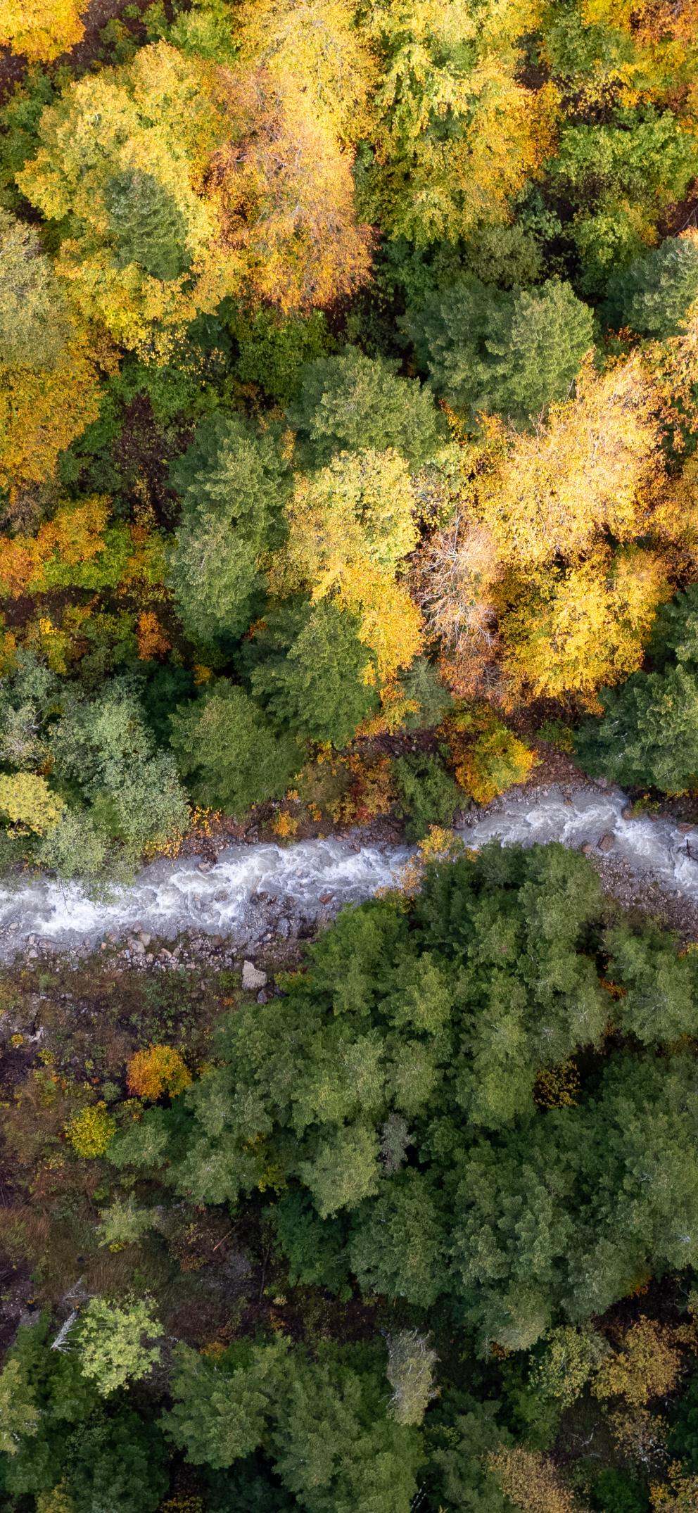 forêt du Sapet Natura 2000 Hautes Alpes
