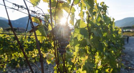 Vin des Hautes Alpes cépage Mollard