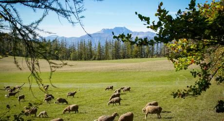 Tour de l'avance à cheval dans les vallées de Serre-Ponçon