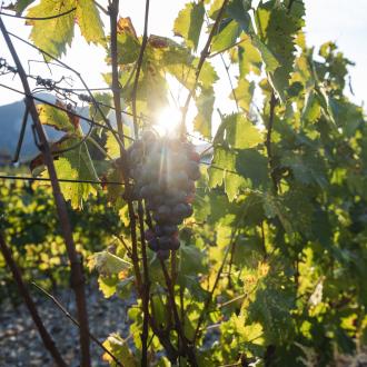 Vin des Hautes Alpes cépage Mollard