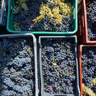 Vendange vin des Hautes Alpes 