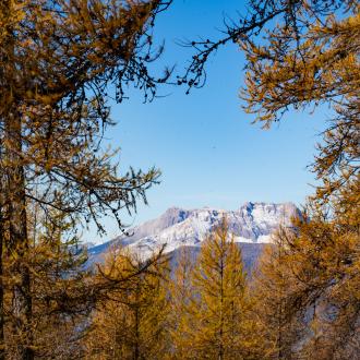 automne alpage du mont Colombis aux mélèzes dorés 
