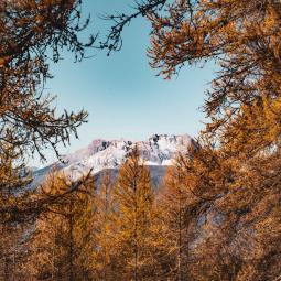 Mélèzes oranges au Mont colombis en automne dans les Hautes Alpes. 