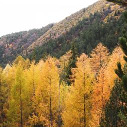 Balade à énigmes en forêt à l'automne dans les Hautes Alpes 