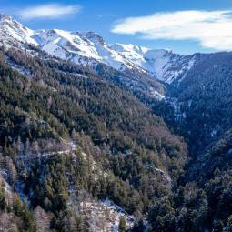 la forêt du Sapet l'hiver