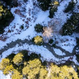 la forêt du Sapet l'hiver