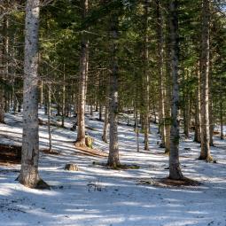 la forêt du Sapet l'hiver