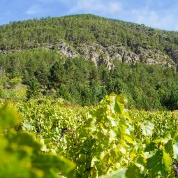 demoiselles coiffées de remollon 