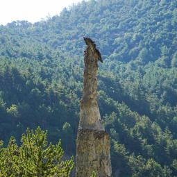 Randonnée du torrent de trente pas et des demoiselles coiffées. 