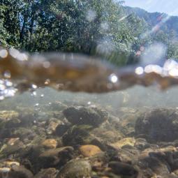 La riviére durance entre Espinasses et Tallard 