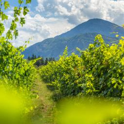vignoble hautes Alpes, domaine Allemand