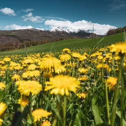 Le printemps dans les Alpes du sud 