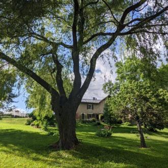 Le grand saule - Le grand saule Le grand saule - Le grand saule