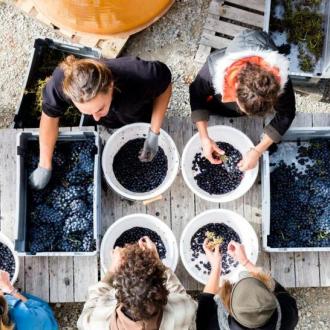 Domaine Du Petit Août - Domaine Du Petit Août Domaine Du Petit Août - Domaine Du Petit Août