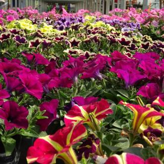 Horticulture Signoret - Horticulture Signoret Horticulture Signoret - Horticulture Signoret