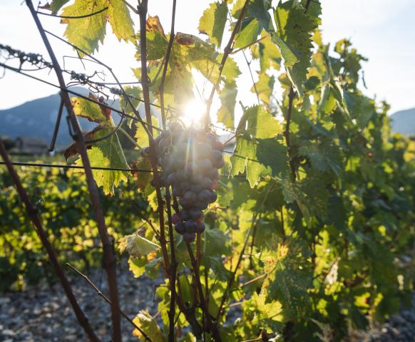 Vin des Hautes Alpes cépage Mollard