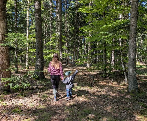 La forêt du Sapet. Un endroit magique pour une balade en Famille 
