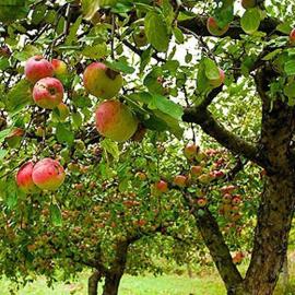 Fruits, légumes et jus de fruits