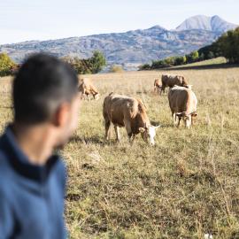 Viande, oeufs, volailles, produits laitiers