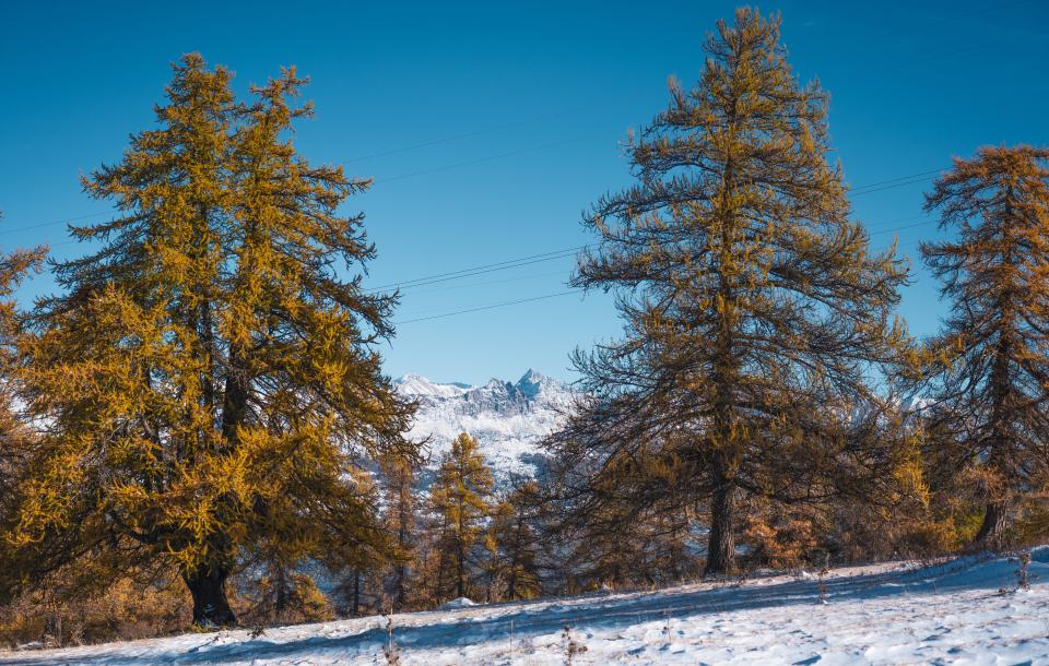 Alpage d'altitude du Mont colombis avec les mélézes flamboyants à l'automne. 