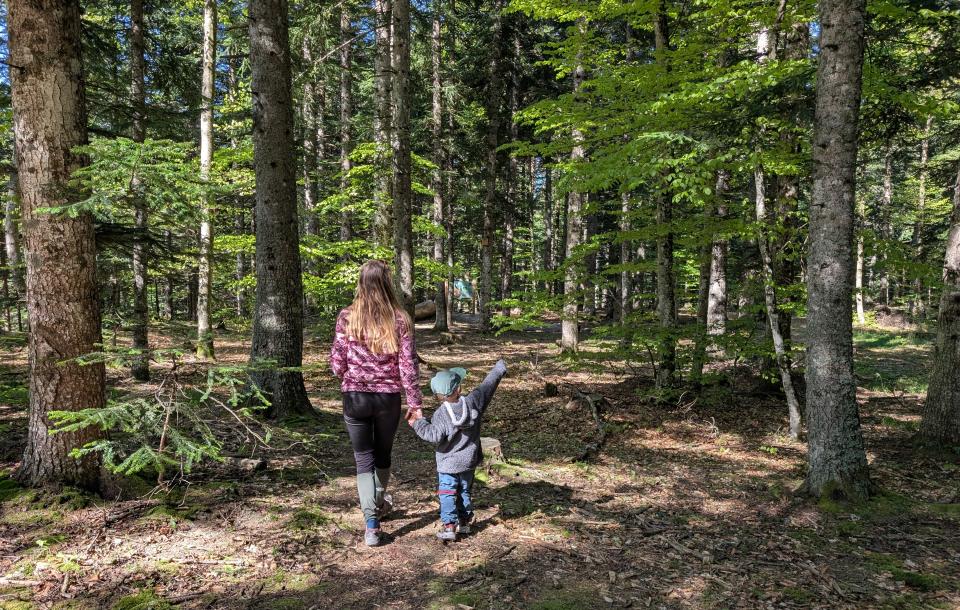 Site natura 2000 de la forêt du sapet, balade en famille en forêt dans les Hautes Alpes. 
