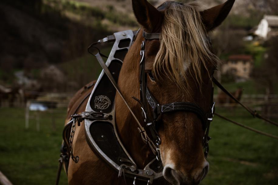 labour des champs avec les chevaux à Serre Ponçon Vallées 