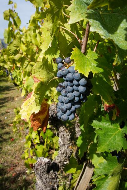 Cépage mollard vin des Hautes Alpes