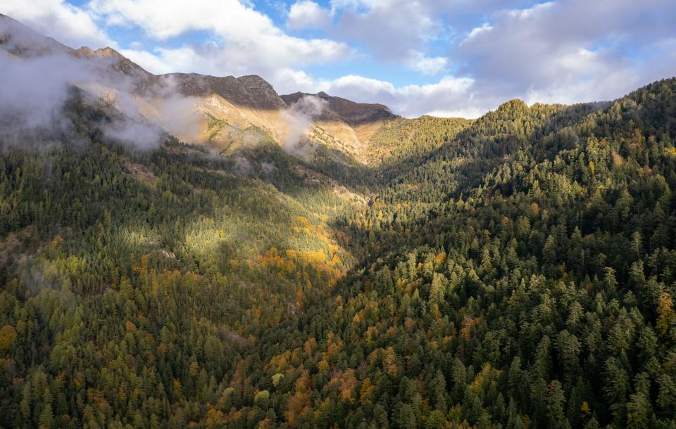 forêt du Sapet Natura 2000 Hautes Alpes 