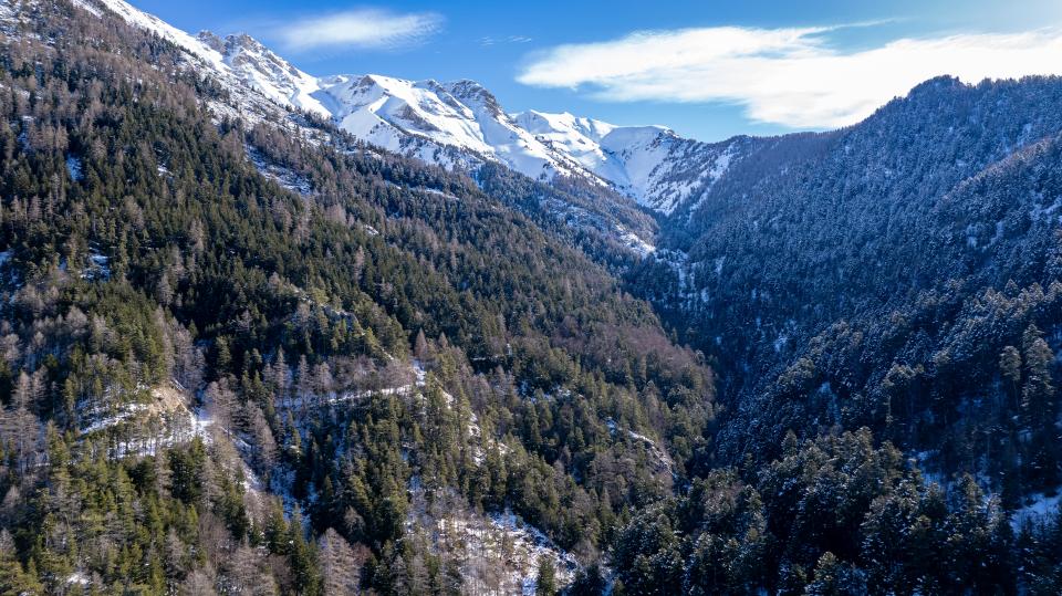 la forêt du Sapet l'hiver